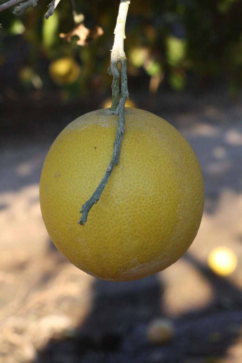            Fruit (Riverside, CA)   